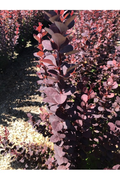  Berberis thunbergii Chocolate Summer
